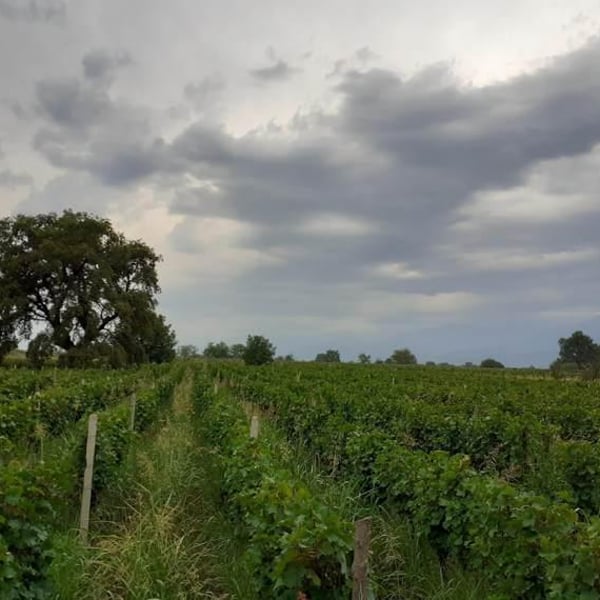 Makharebeli Winery - Ioseb Khutsishvili