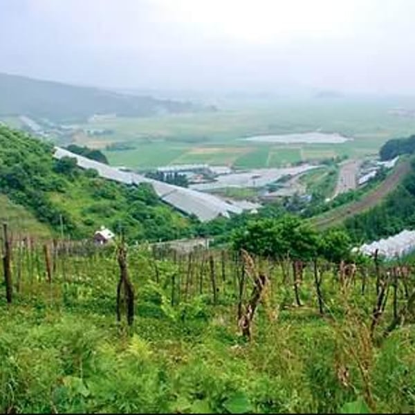 Sakai Winery - Birdup Wine - 酒井ワイナリー - Ippei Sakai