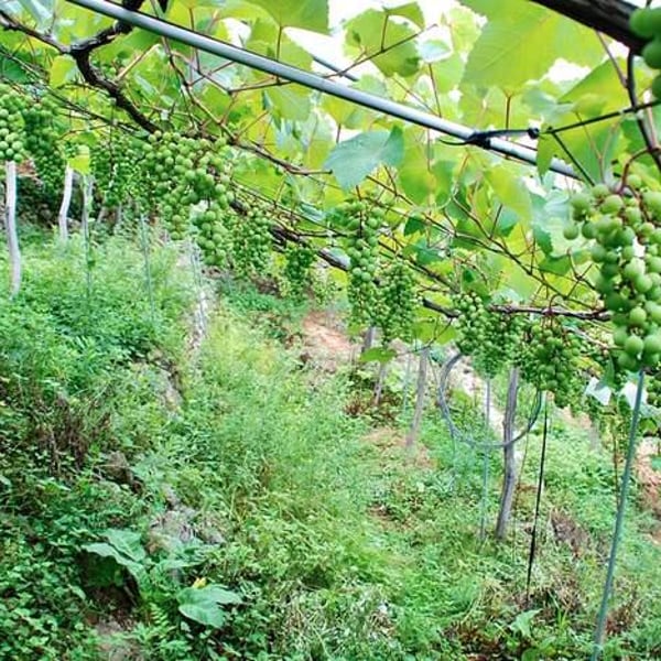 Sakai Winery - Birdup Wine - 酒井ワイナリー - Ippei Sakai