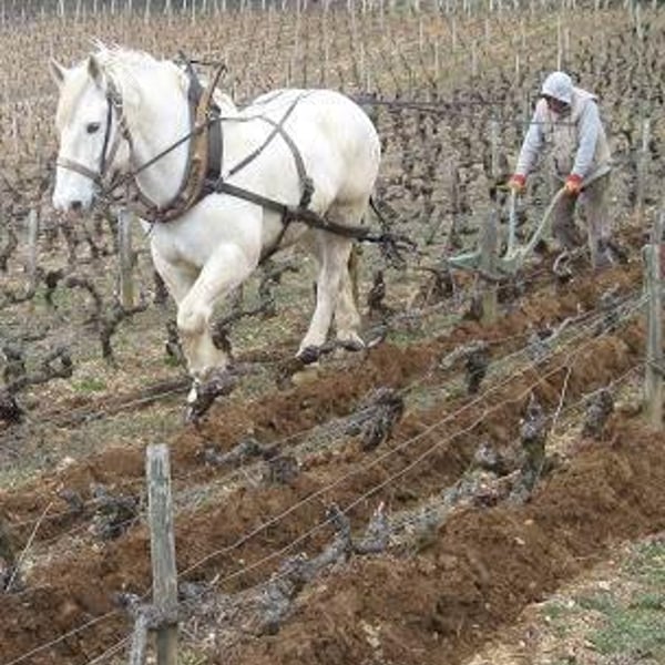 Domaine des Rouges-Queues - Isabelle & Jean-Yves Vantey