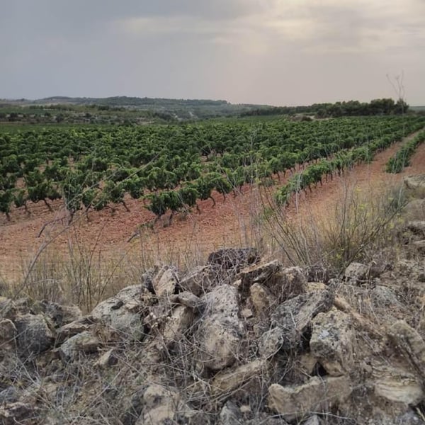 Paret Seca Vins - Ivà Gallego Santacana