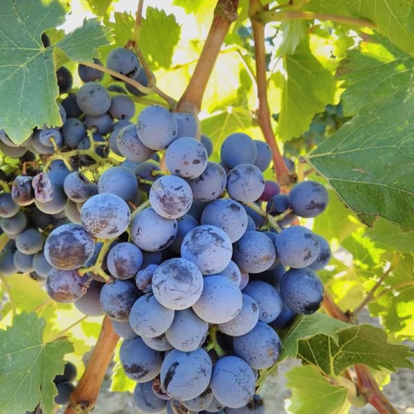 Paret Seca Vins - Ivà Gallego Santacana