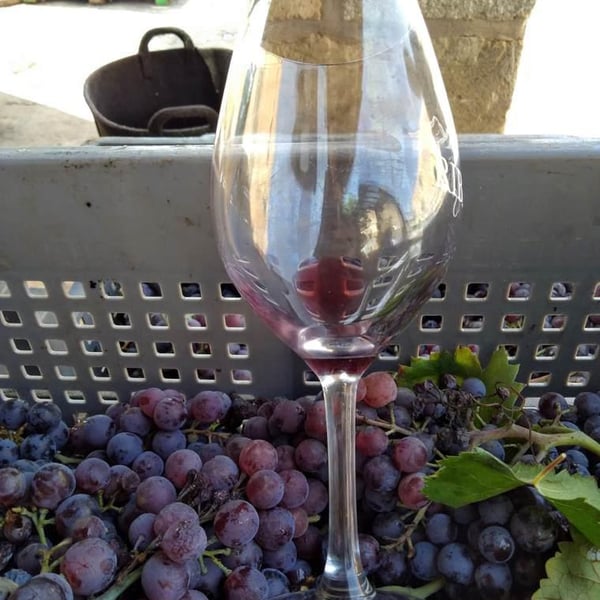 Paret Seca Vins - Ivà Gallego Santacana