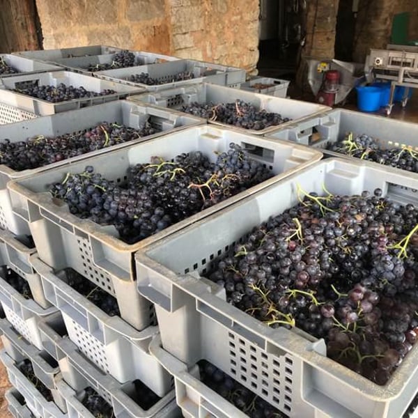 Paret Seca Vins - Ivà Gallego Santacana