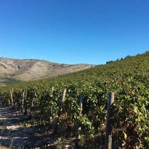 Matosin Winery - Ivo Matosin