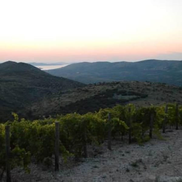 Matosin Winery - Ivo Matosin