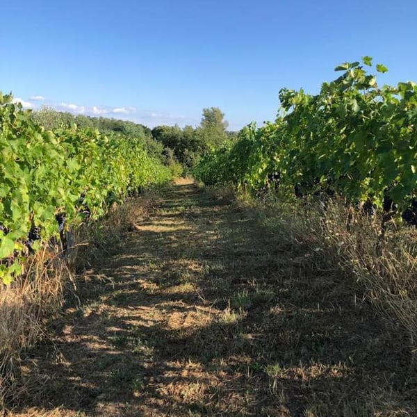 Azienda Agricola Ajola - Jacopo Battista