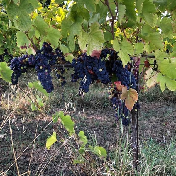 Azienda Agricola Ajola - Jacopo Battista