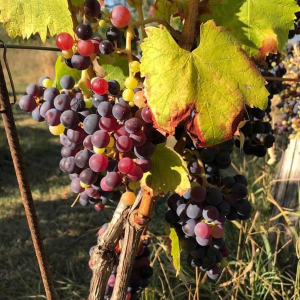 Azienda Agricola Ajola - Jacopo Battista