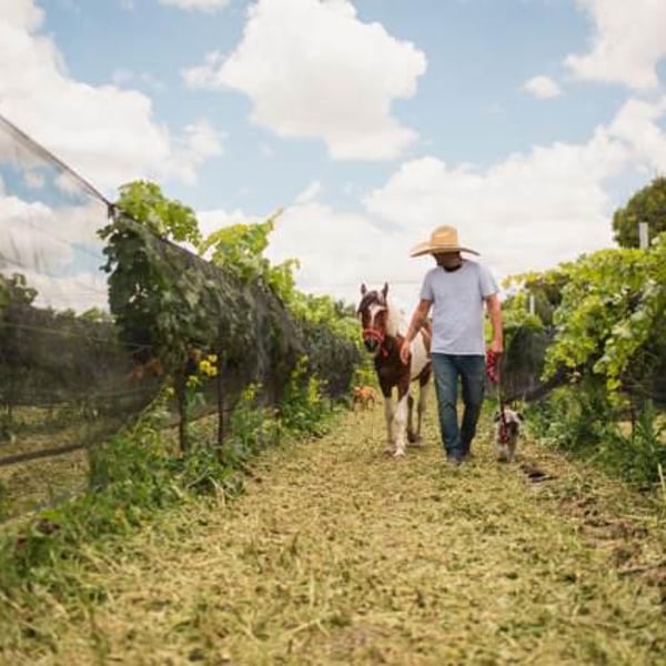 Vinos Barrigones - Jaime Niembro , Julio Rodríguez , & Daniela Jimenez