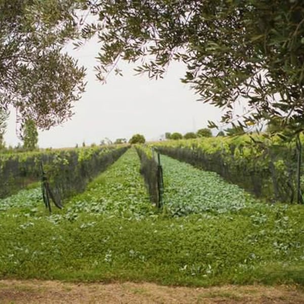 Vinos Barrigones - Jaime Niembro , Julio Rodríguez , & Daniela Jimenez