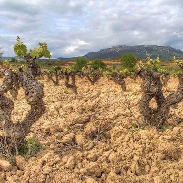 Bodegas Moraza - Janire Moraza and Patricio Brongo