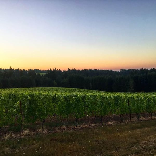 Grape Ink Wines - Jarad Hadi