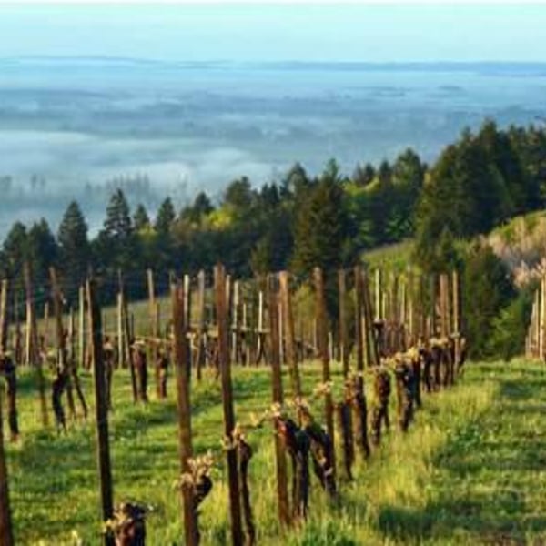 The Eyrie Vineyards - Jason Lett
