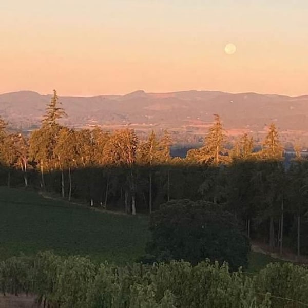 The Eyrie Vineyards - Jason Lett