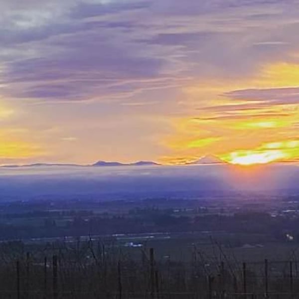 The Eyrie Vineyards - Jason Lett