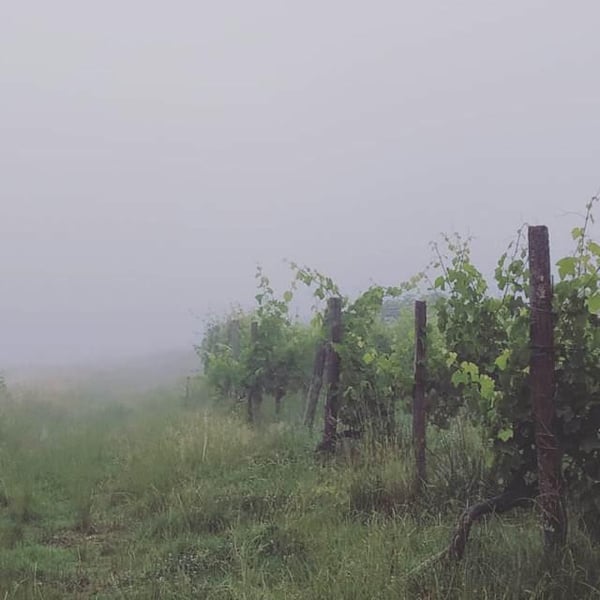 Domaine Lajibe - Jean-Baptiste Semmartin