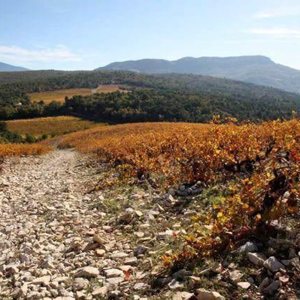 Domaine Du Pourra - Jean-Christian Mayordome