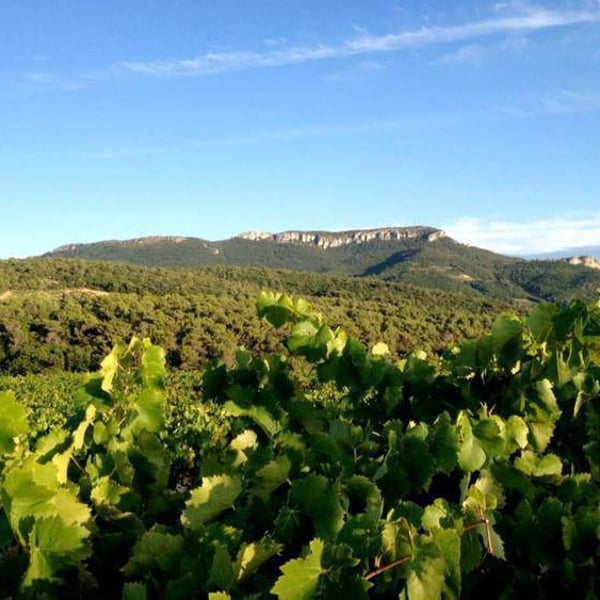 Domaine Du Pourra - Jean-Christian Mayordome