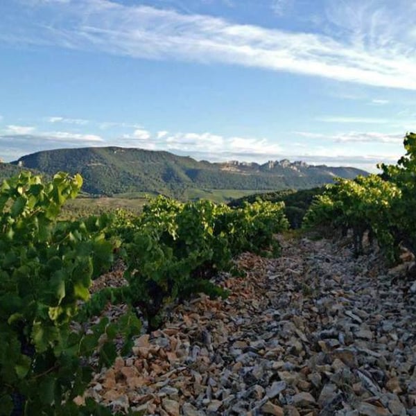 Domaine Du Pourra - Jean-Christian Mayordome