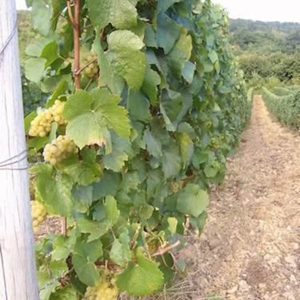 Vignoble Pellerin - Jean-Christophe, Baptiste & Lucien Pellerin