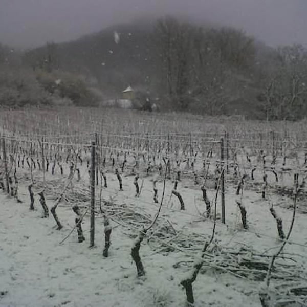 Vignoble Pellerin - Jean-Christophe, Baptiste & Lucien Pellerin