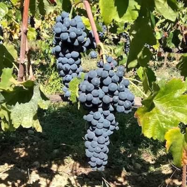 Vignoble Pellerin - Jean-Christophe, Baptiste & Lucien Pellerin