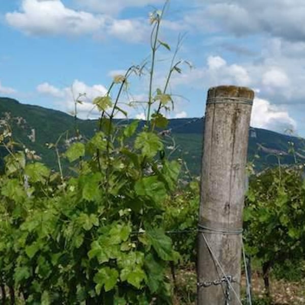 Vignoble Pellerin - Jean-Christophe, Baptiste & Lucien Pellerin