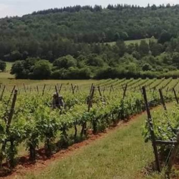 Domaine Jean-Claude Rateau - Amel Nouar et Jean-Claude Rateau