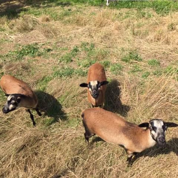 L'Arbuissonnière - Jean de Rotalier