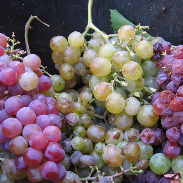 Domaine Du Traginer - Jean-François Deu