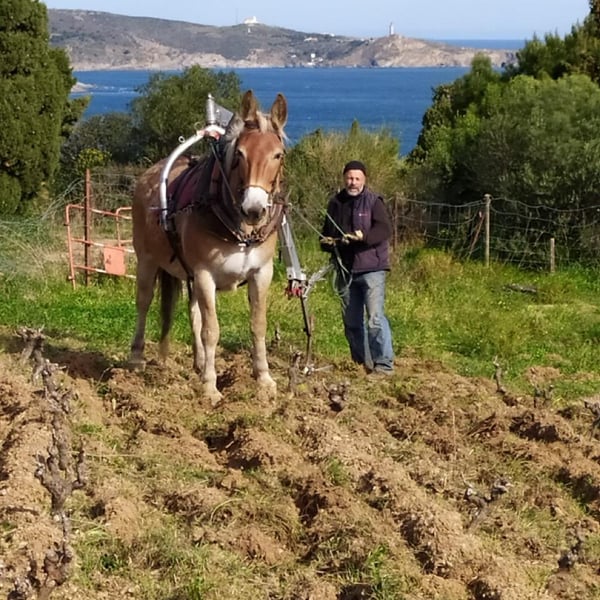 Domaine Du Traginer - Jean-François Deu