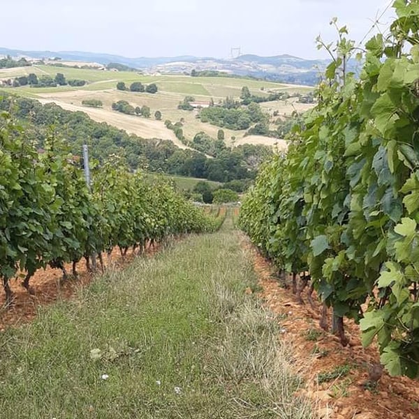 Domaine Jean François Debourg - Jean-François & Ghislaine Debourg