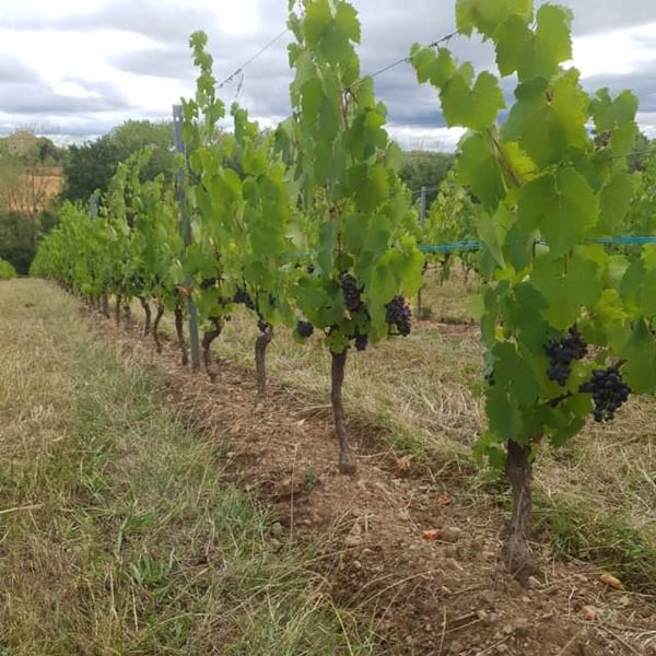 Domaine Jean François Debourg - Jean-François & Ghislaine Debourg