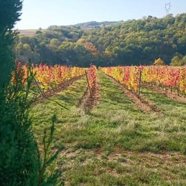 Domaine Jean François Debourg - Jean-François & Ghislaine Debourg