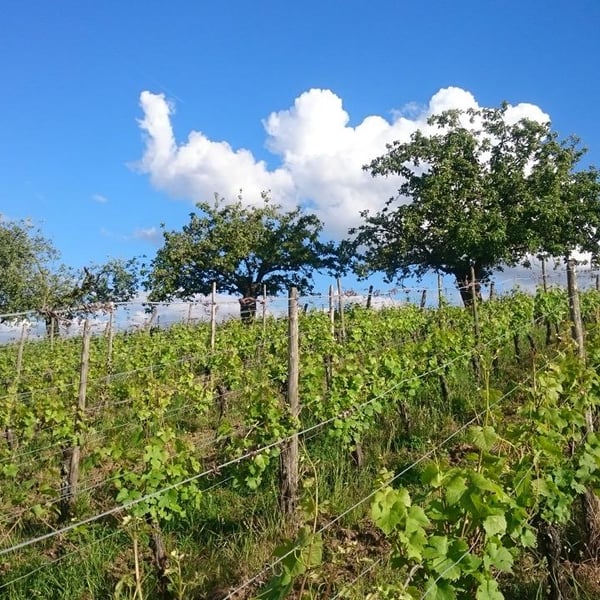 Domaine Clé de Sol - Jean & Simon Baltenweck & Yannick Mignot