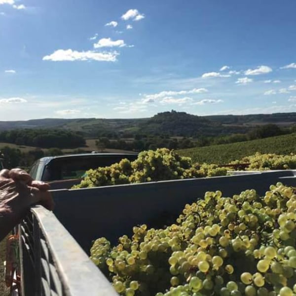 Domaine de La Soeur Cadette - Jean & Valentin Montanet