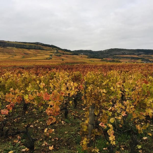 Domaine du Clair Obscur - Jennifer et Pierre Clair