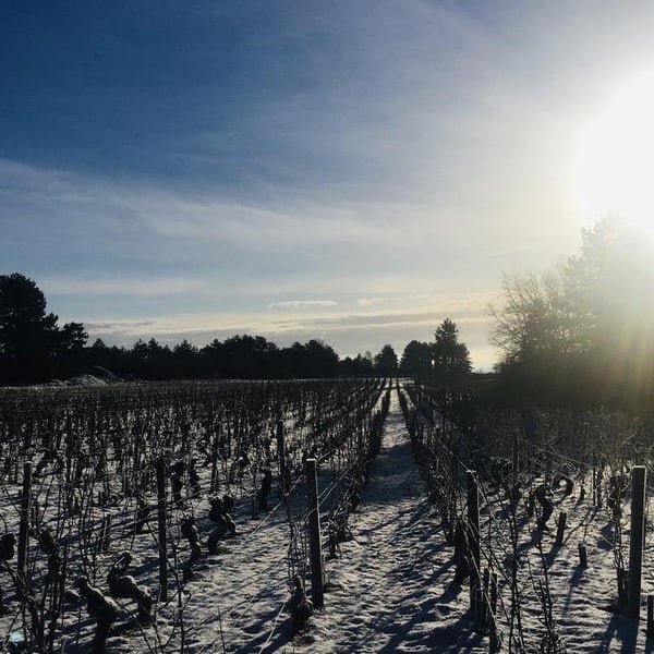 Domaine du Clair Obscur - Jennifer et Pierre Clair