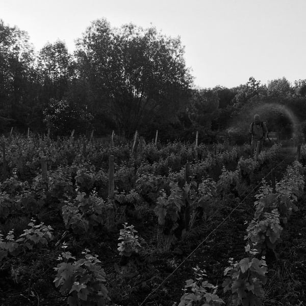 Domaine du Clair Obscur - Jennifer et Pierre Clair