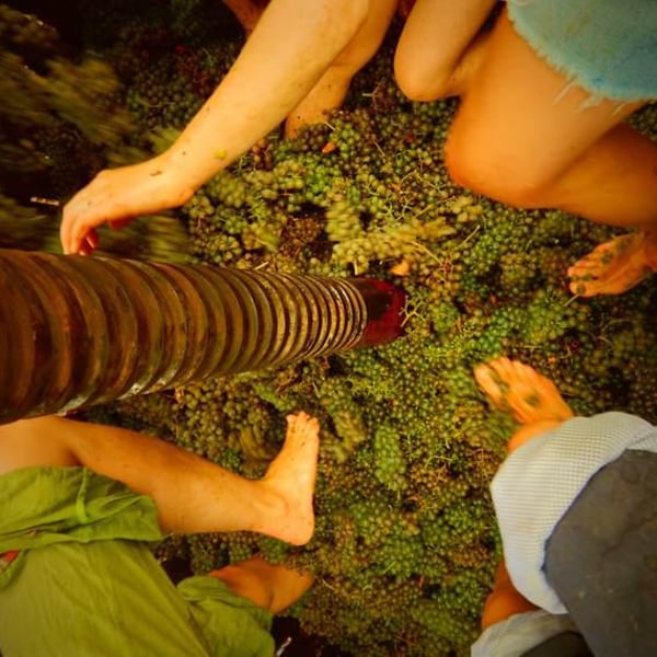Domaine Jeremy Bricka - Vins Naturels D'Alp'titude - Jeremy Bricka