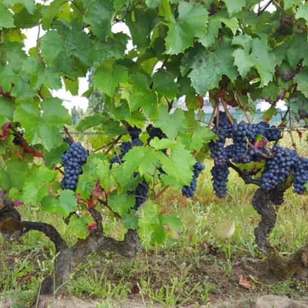 Domaine De Racault - Jérôme Gidoin
