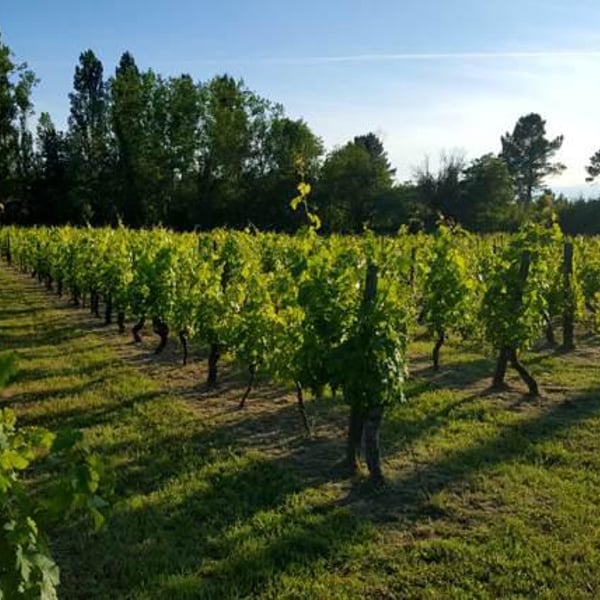 Domaine De Racault - Jérôme Gidoin