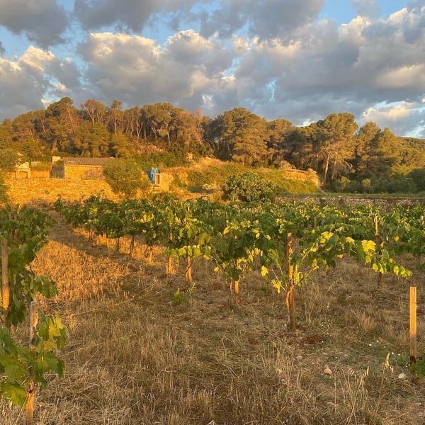 Oidà Vins naturals - Jesús Alonso