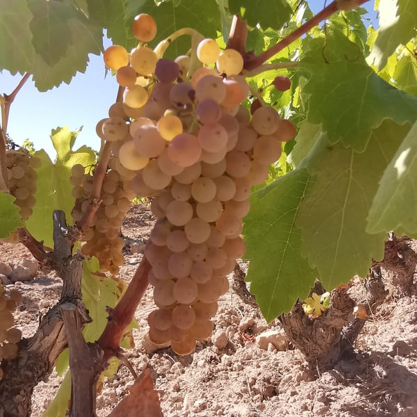 Costador Terroirs Mediterranis - Joan Franquet