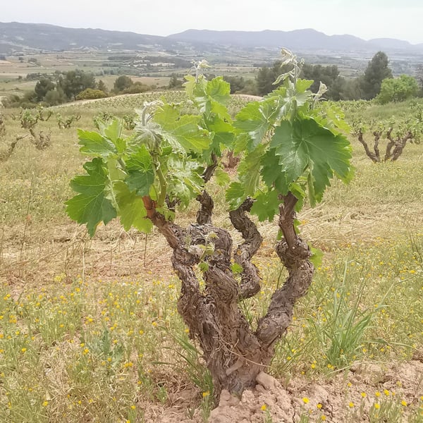 Costador Terroirs Mediterranis - Joan Franquet