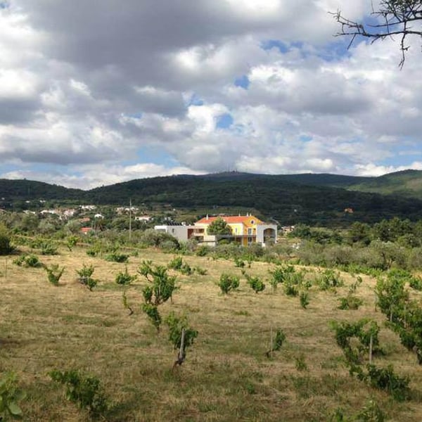 Cabeças do Reguengo - João Afonso