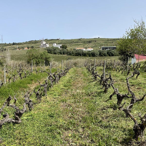 Genúria Wines - João Jacinto
