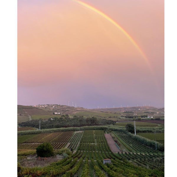 Genúria Wines - João Jacinto
