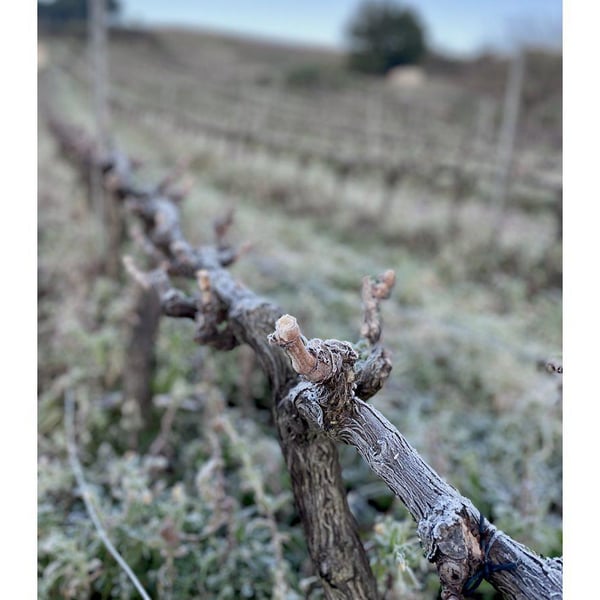 Genúria Wines - João Jacinto